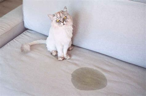 How to Get Dogs to Stop Peeing on Furniture: Why Cats Might Be the Real Culprits