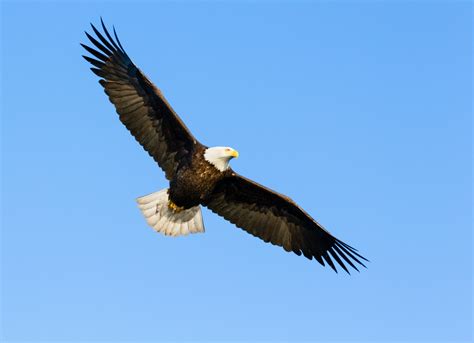 岩国 東京 飛行機 空を駆ける鉄の鳥と都市の夢