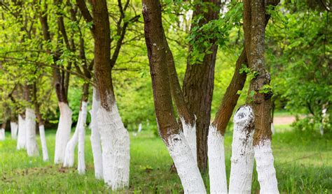 Why Do People Paint Tree Trunks White and What Does It Have to Do with Moonlight?